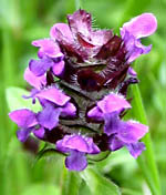 Self-Heal Prunella vulgaris